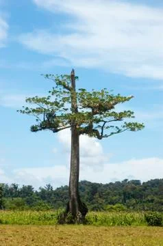 Tree 스톡 사진