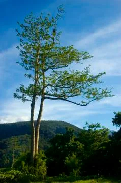 Tree Stock Photos