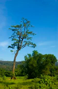 Tree Stock Photos