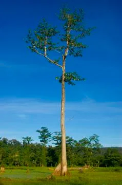 Tree Stock Photos
