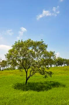 Tree Stock Photos