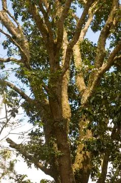 Tree Stock Photos