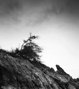 The tree Stock Photos