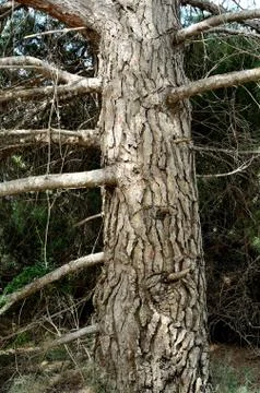 The tree Stock Photos