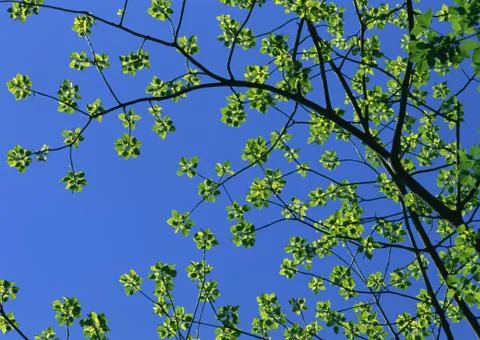 Tree Stock Photos