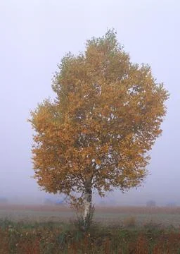 Tree Stock Photos