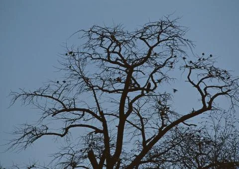 Tree Stock Photos