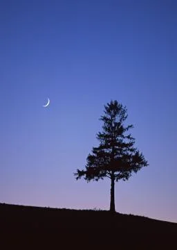 Tree Stock Photos