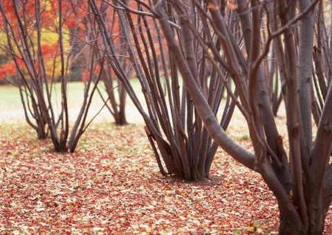 Tree Stock Photos