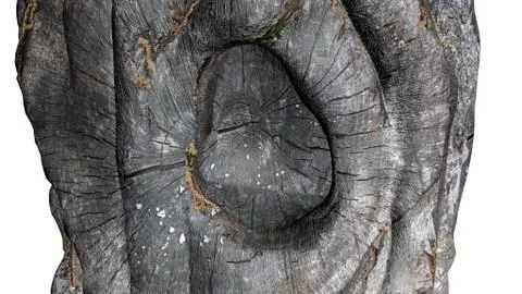 Tree Stock Photos