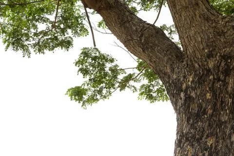 Tree Stock Photos