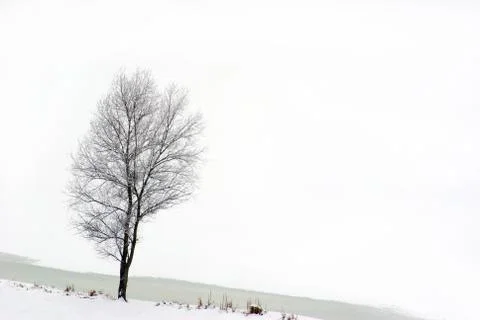 Tree Foto stock