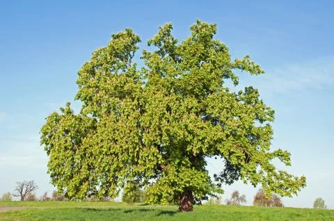Tree Stock Photos