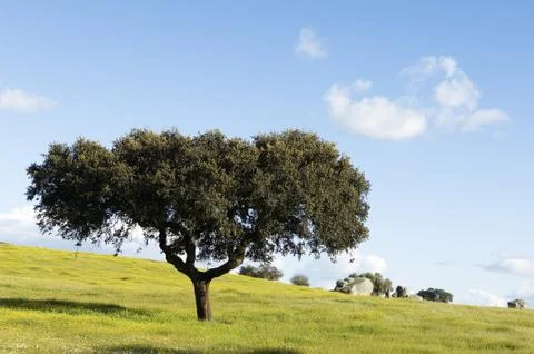 Tree Stock Photos