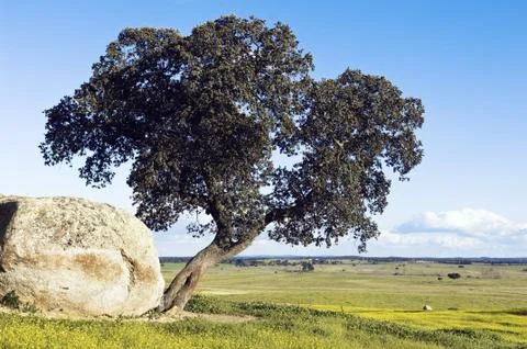 Tree Stock Photos