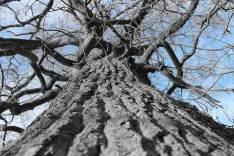 A Tree Stock Photos