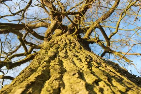 A Tree Stock Photos