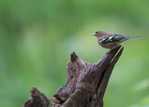 On a tree Stock Photos