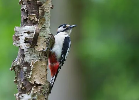 In a tree Stock Photos