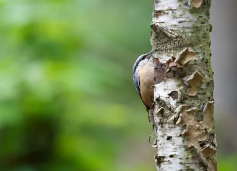 In a tree Stock Photos
