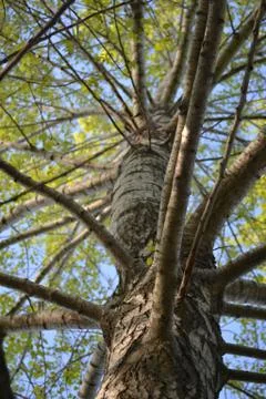 The tree Stock Photos