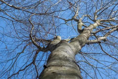 Tree Stock Photos