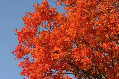 Tree Stock Photos