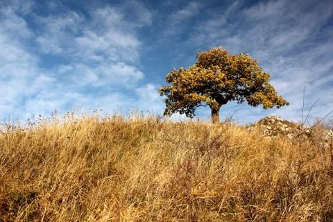 Tree Fotos de archivo