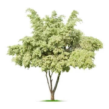 Tree Stock Photos