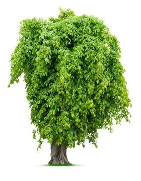 Tree Stock Photos