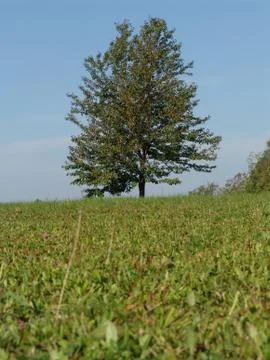 Tree Stock Photos