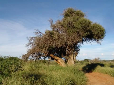 Tree Fotos Stock