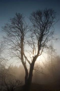 The tree Stock Photos