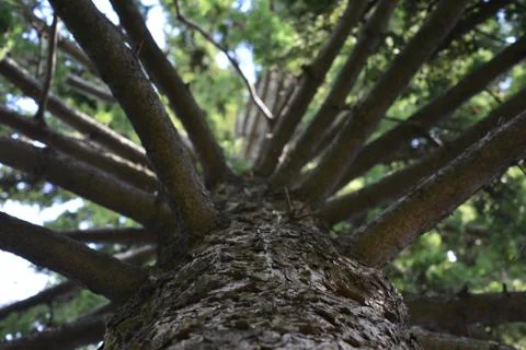 Tree Up Stock Photos