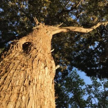 Tree 库存照片