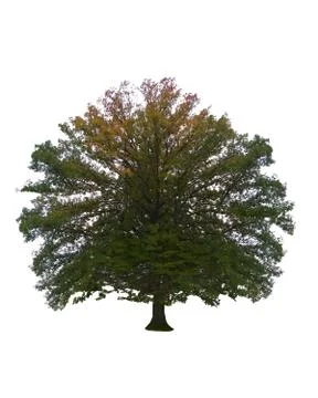 Tree Stock Photos