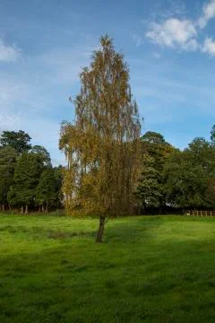 The tree Stock Photos