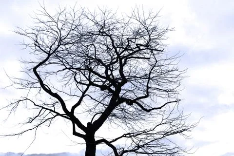 The tree Stock Photos