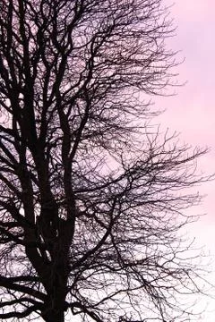 The tree Stock Photos