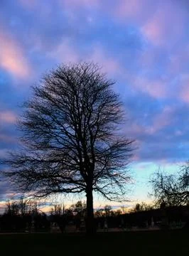 The tree Stock Photos