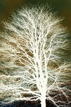 The tree Stock Photos