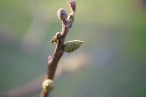 Tree Stock Photos