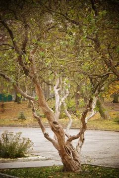 Tree. Stock Photos