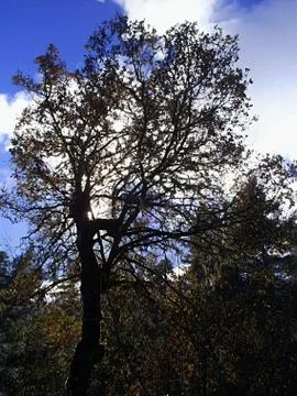 Tree Foto stock