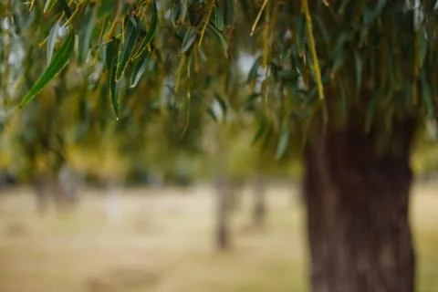 Tree Stock Photos