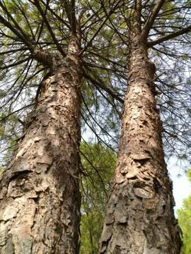 Tree 写真素材