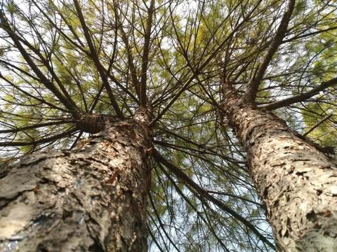 Tree Фото