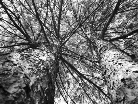 Tree Fotos de archivo