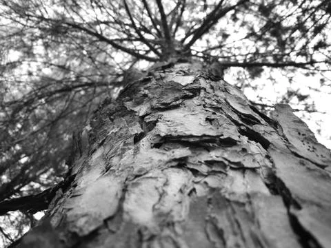 Tree Stock Photos