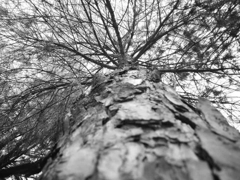 Tree 写真素材